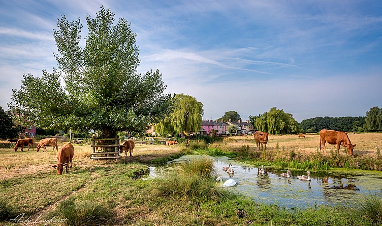 Suffolk countryside